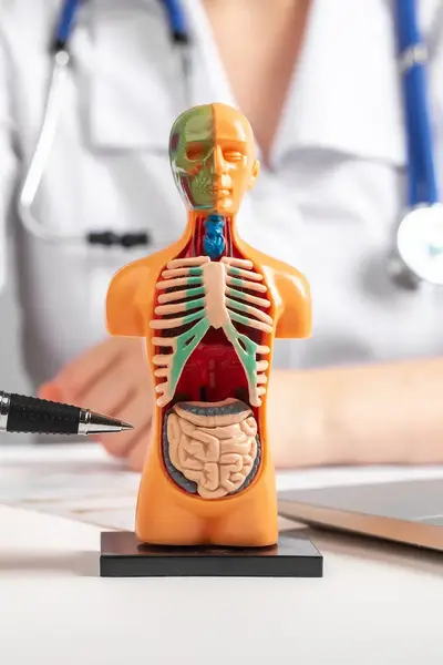 Dokter wijst darmen aan met pen op anatomische pop